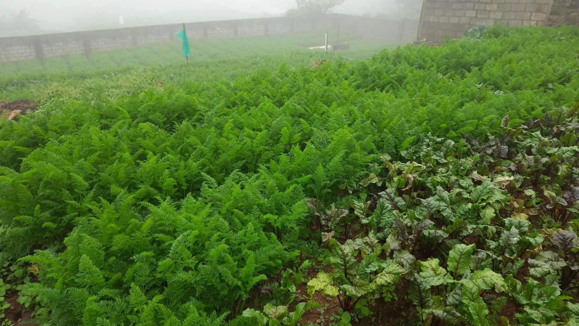 Green Lodge - Farm Stay Nuwara Eliya